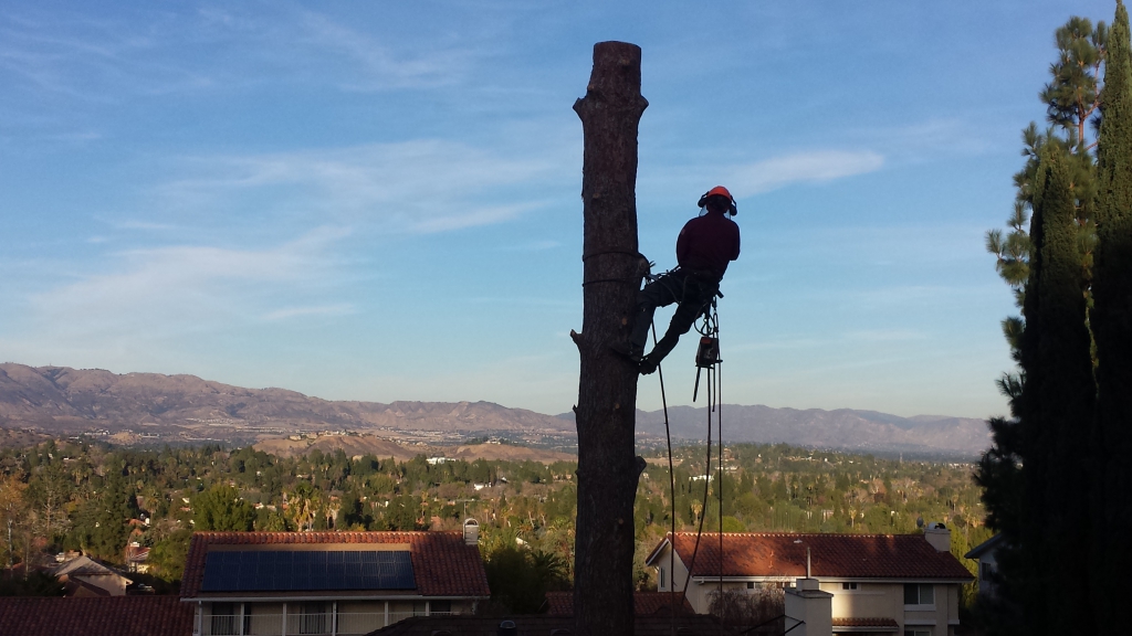 residential tree service residential tree service
