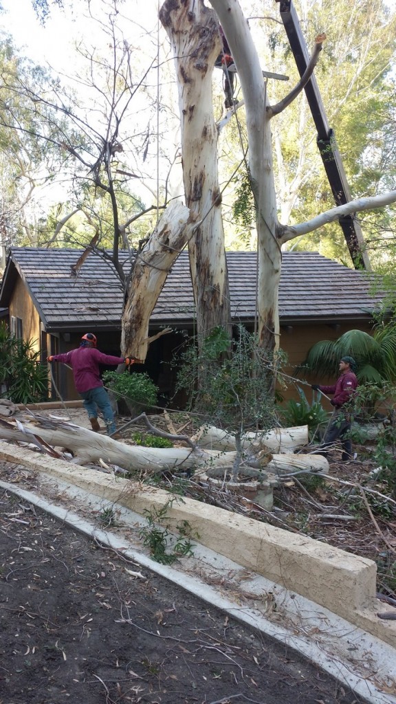 tree-trimming-beverly-hills