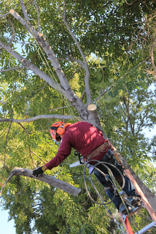 Tree Removal Needs Tree Removal Needs