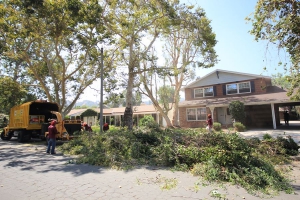 Tree Service in Los Angeles