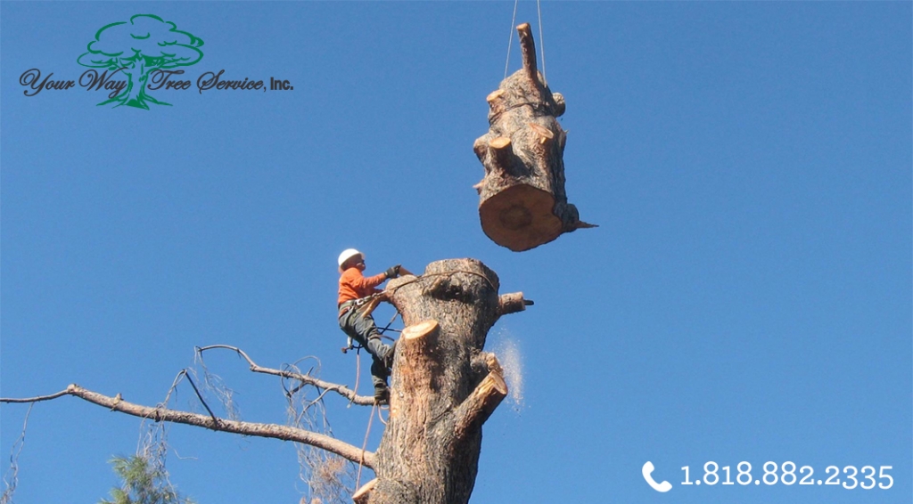 Tree Trimming Services