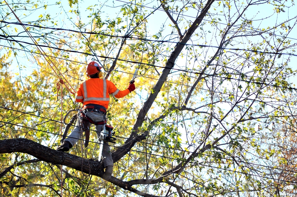 a tree trimming service in Calabasas