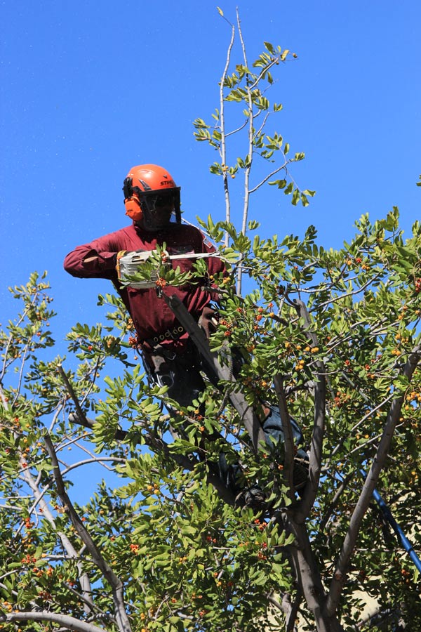 brush clearing services brush clearing services