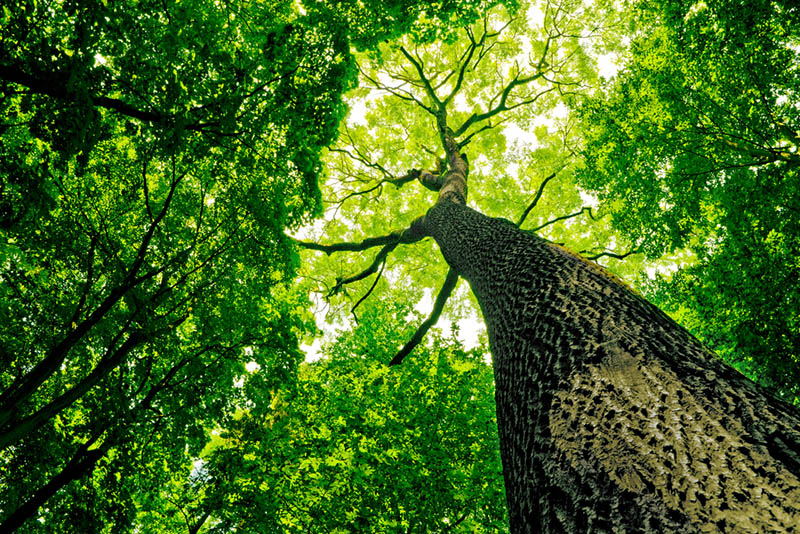 Tree Structure Evaluation