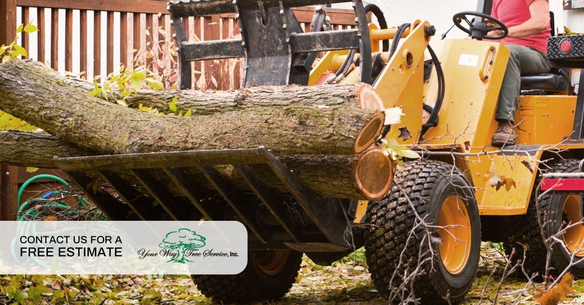 Tree Removal Brentwood