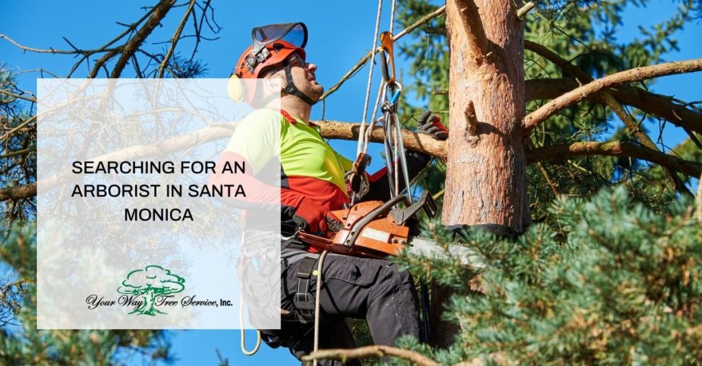 Arborist in Santa Monica